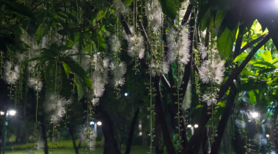 玉蕊花盛开，来这儿邂逅仲夏月夜绽放的精灵