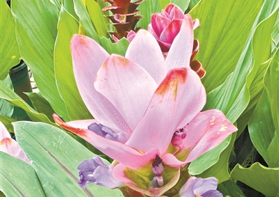 来植物园看姜荷花