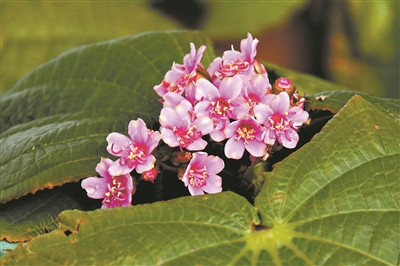 华南国家植物园迎来揭牌两周年 2449种引种物种落户植物园