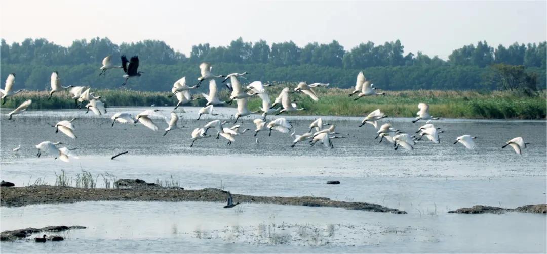 走！跟着深中通道打卡南沙“观鸟胜地”