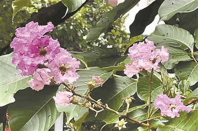 最美行道树 “紫”为你绽放 大花紫薇铺满晴空下