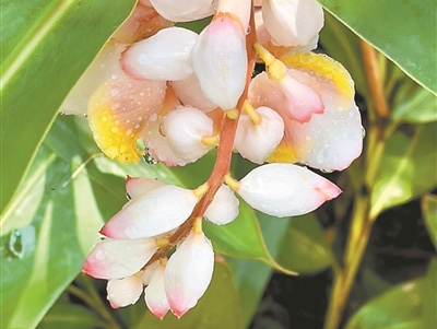 花朵如铃铛 周身都是宝