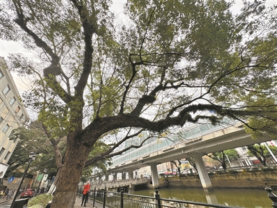 古树顽强 夹缝求生