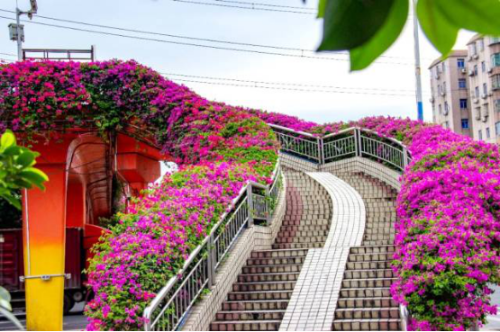 Paperflowers bloom brilliantly in Guangzhou's Huangpu