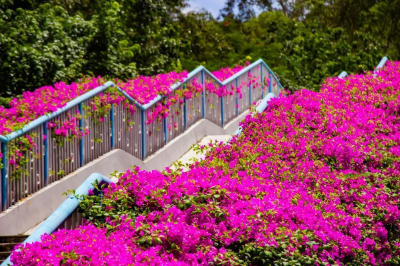 黄埔“紫红瀑布”火了！最佳打卡点就在这里