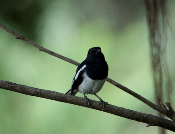 广州黄埔：保护生态“精灵”，筑牢野生动物保护网
