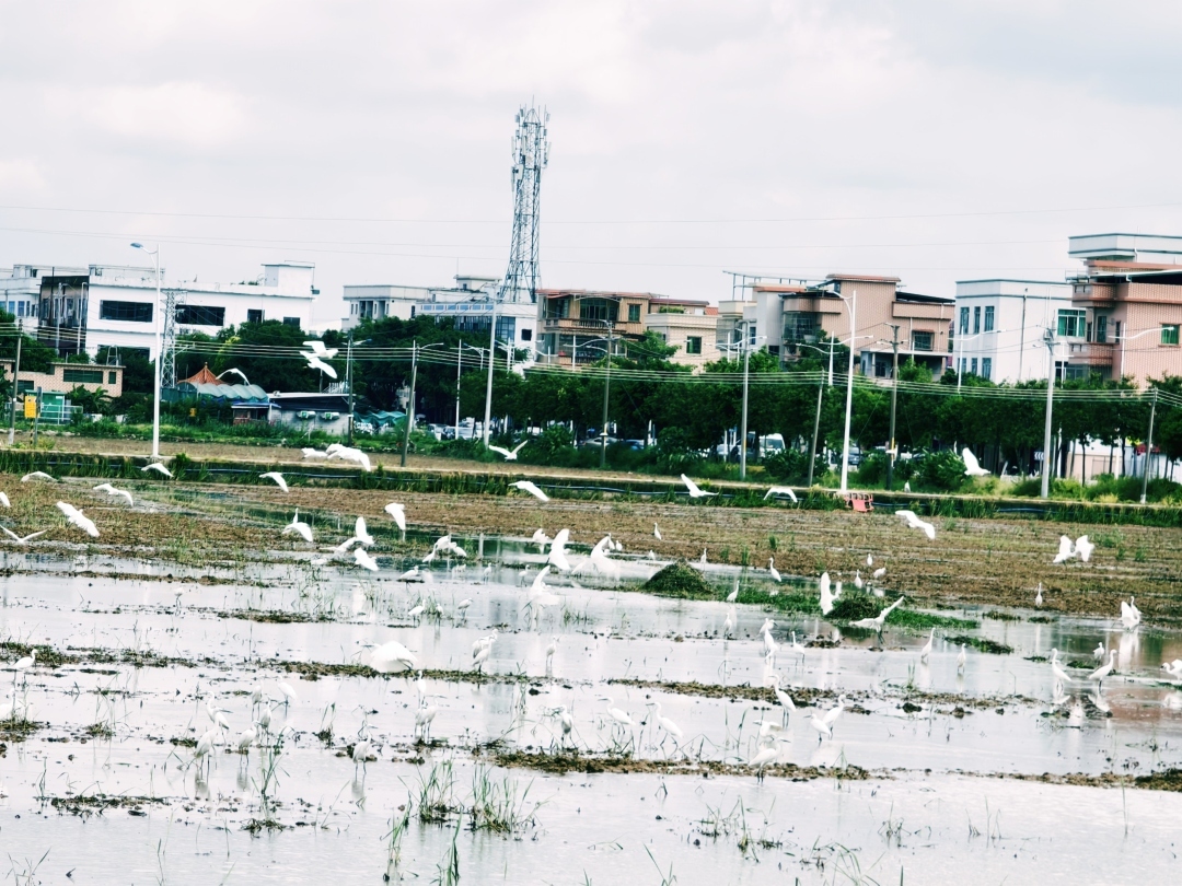 广州番禺：白鹭翩翩飞，稻田生态美