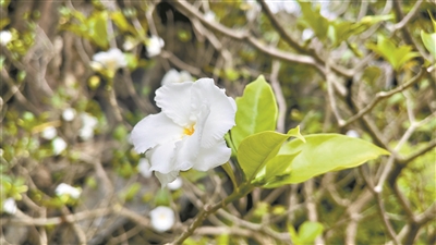 皱褶细腻 狗牙花如玉