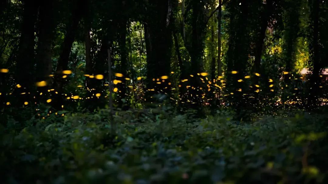 2024年广东省自然教育精品课程名单揭晓 华南国家植物园生态夜观课入选