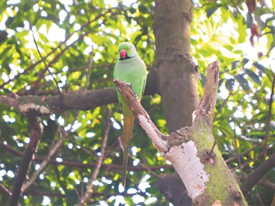 “消失”四十余年红领绿鹦鹉回归，广州海珠湿地鸟类接连“上新”