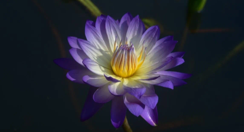 夏末秋初，有一类睡莲正悄悄迎来盛花期！