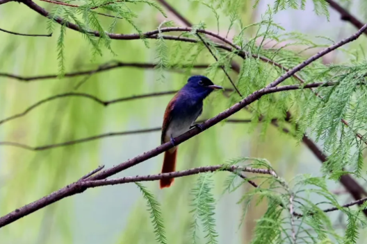 生态环境提升，寿带在麓湖公园过境