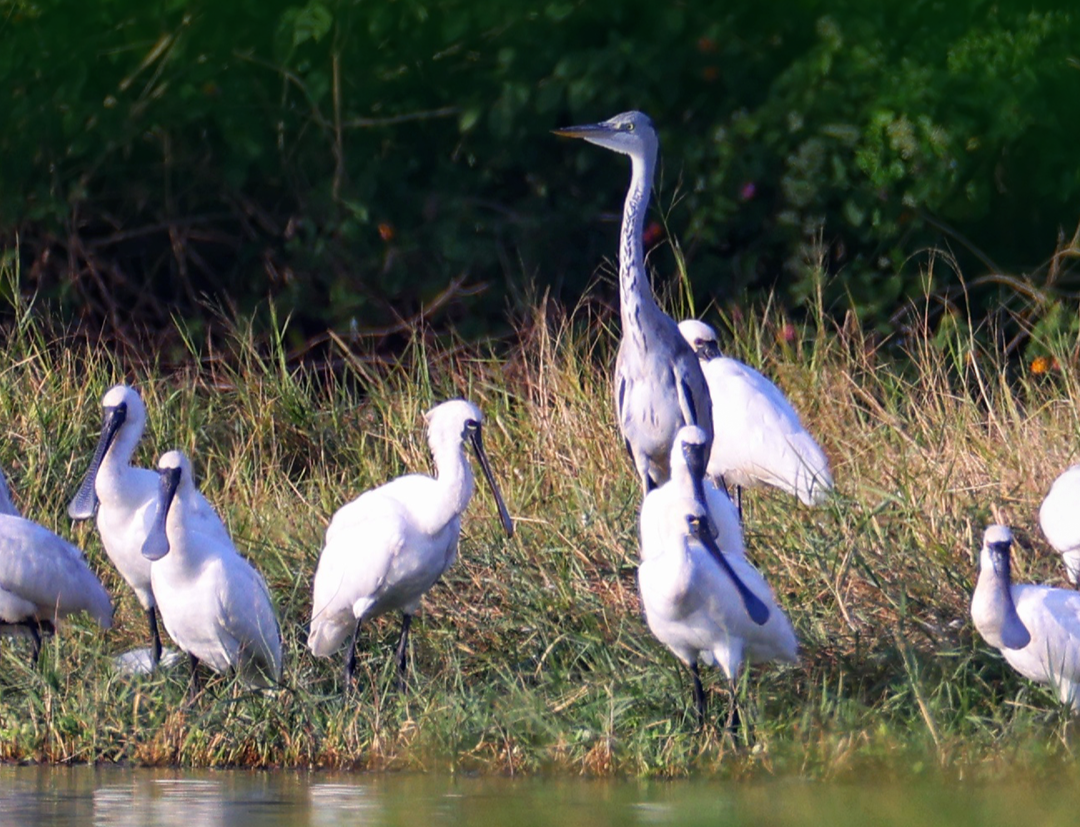“鸟”解一下！广州建水鸟生态廊道有多拼