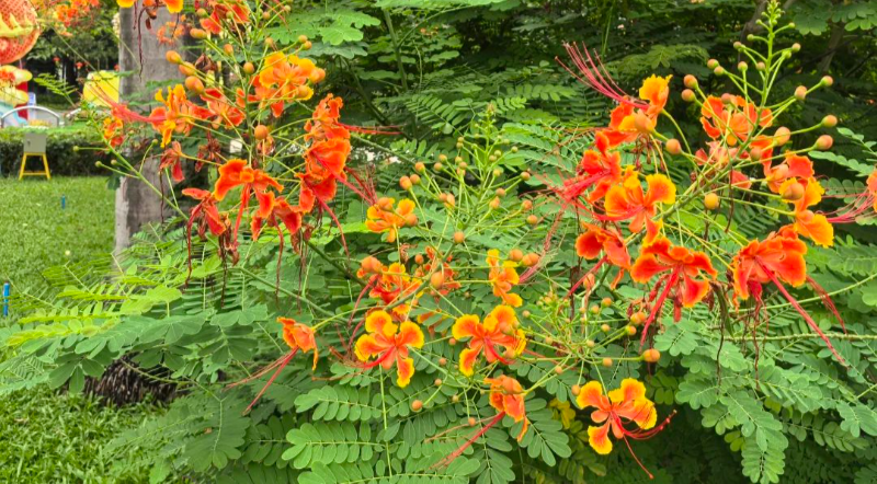 迎来秋分！来广州这里邂逅今年第一抹秋色→