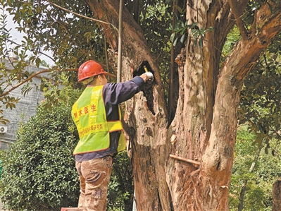 广东实施“一树一策” 为古树撑起“保护伞” 广州抢救复壮古树名木503株