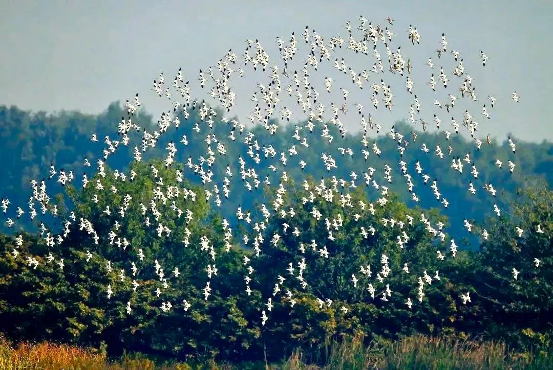 跨越上千公里！从不失约的“游客”，又要来了…...