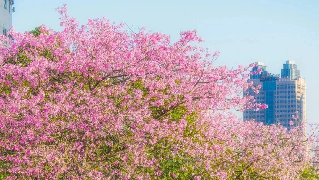 异木棉花开！秋日游广州，收录限定粉色浪漫！