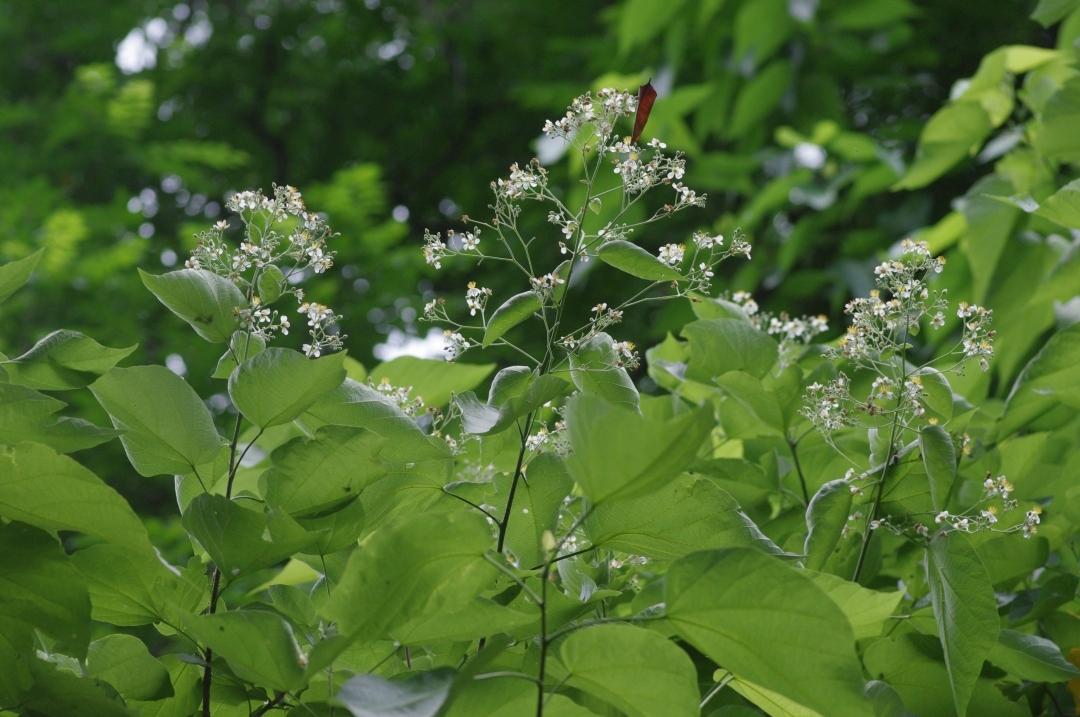 华南国家植物园的“宝藏树”结果啦！