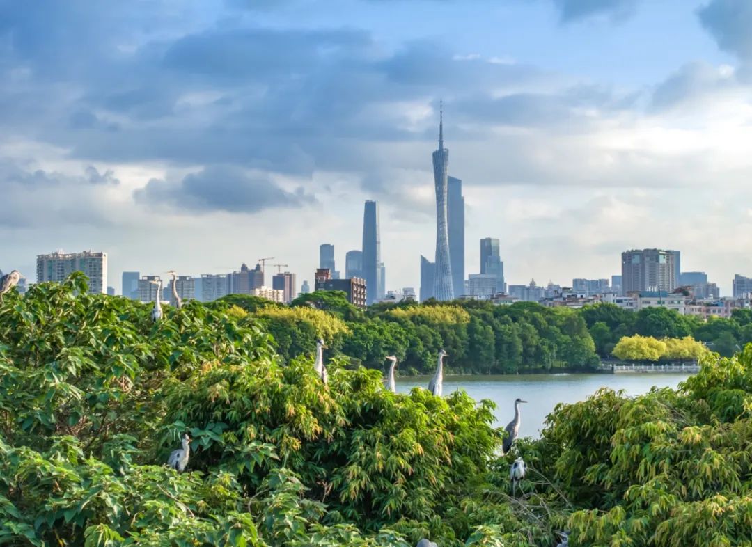 广州召开市总林长会议