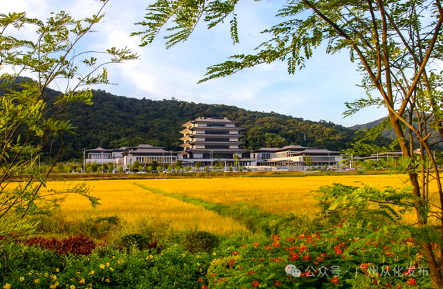 醉一地金黄！从化这场绝美的“稻香盛宴”藏在这里