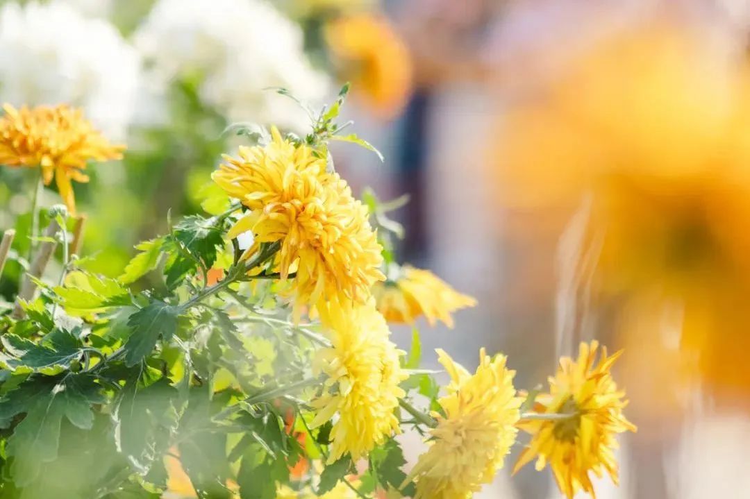 广州限定秋“色”加载中……你最心水哪款？