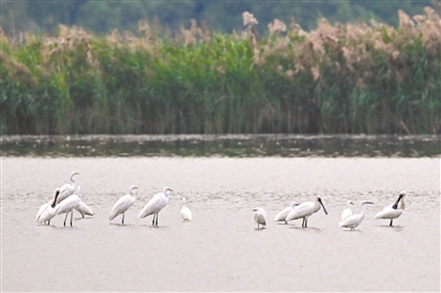 “鸟中大熊猫”飞来南沙湿地
