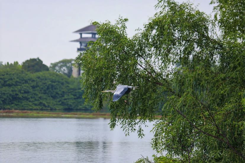 观鸟、摄影、科普讲座……首届绿色湾区国际观鸟节在南沙开幕