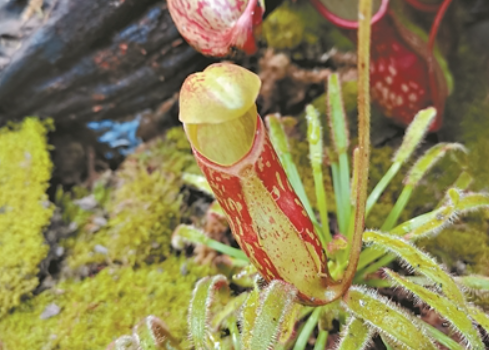 猪笼草、茅膏菜、捕蝇草、瓶子草……70种“动物杀手”等你来赏
