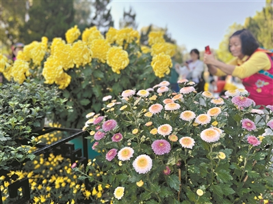 第十届黄花文化节开幕  快来看300多种品种菊