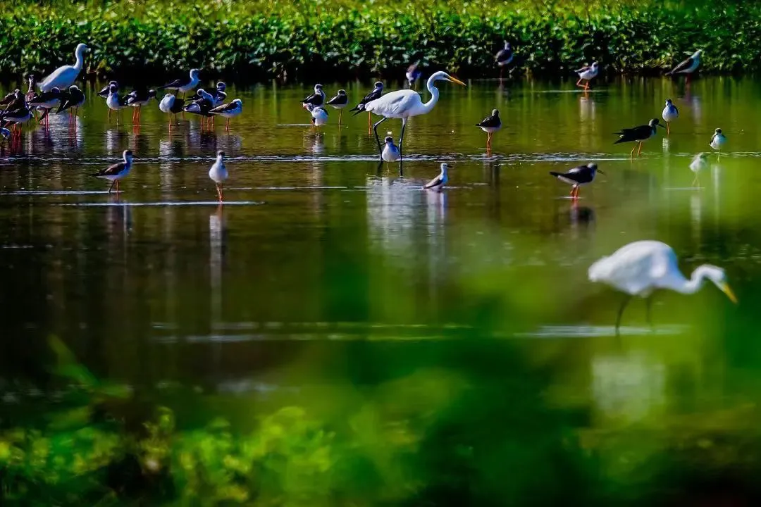 广州南沙湿地鸟类环志站揭牌，推动鸟类保护研究迈向新台阶