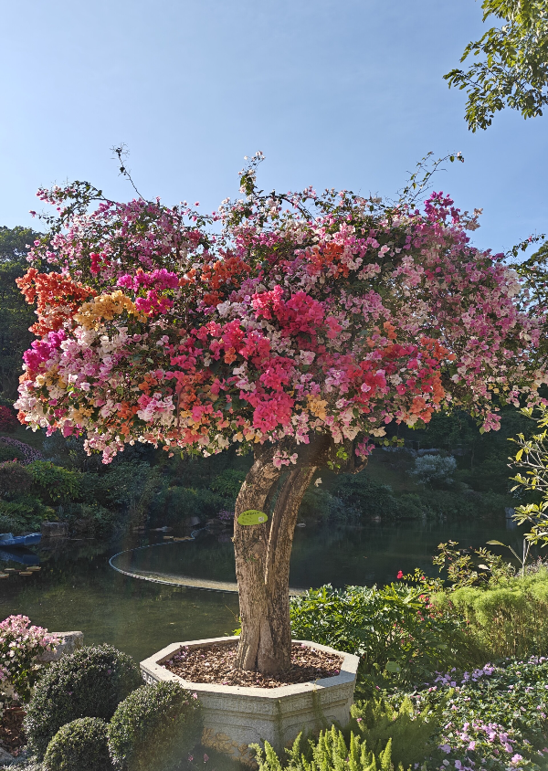 大阳城集团娱乐视频