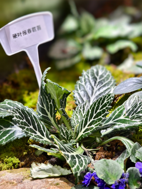 大阳城集团娱乐视频