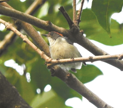 朱背啄花鸟“进城”来开餐