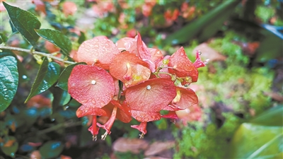 “暖冬”花卉岁末绽放 燃起“冬天里的一把火”