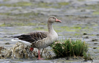 首次发现！南沙湿地再迎“稀客”