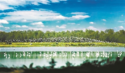 来南沙湿地赏“鸟中大熊猫”！