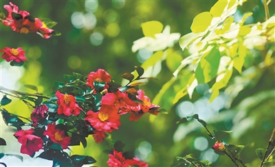 来华南国家植物园赏“花中珍品”