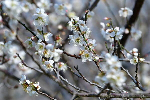 Enjoy snowlike plum blossoms at Guangzhou's Xiangxue Park