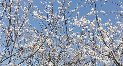 流溪河国家森林公园第二十三届流溪梅花节开幕