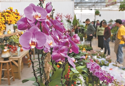 花卉市场年味浓得化不开