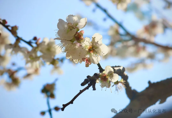 Liuxi Fragrant Snow in Guangzhou's Conghua District draws droves of visitors