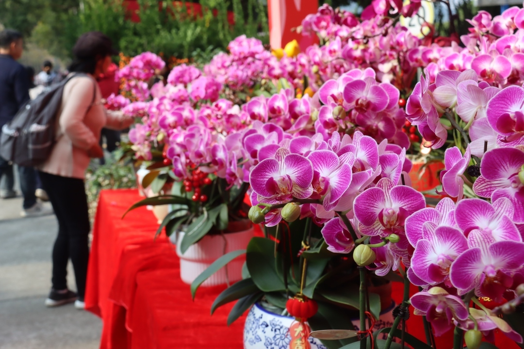 美好时光里 湾区花正开