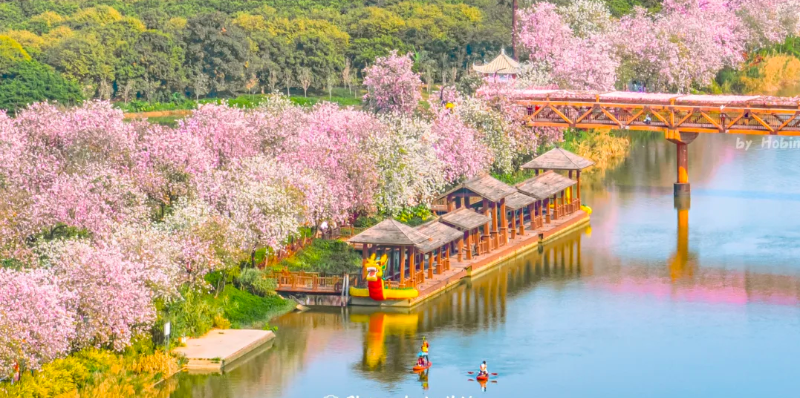 立春赏花！广州五大迎春花海，邀你共赴诗意春天！