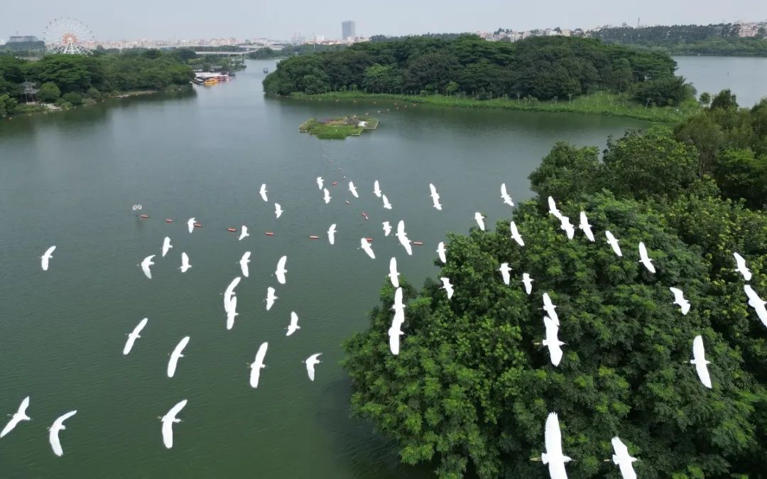 白云区生态廊道专项规划过审