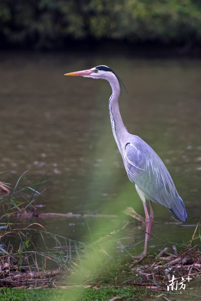 苍鹭在湿地栖息。陈体根 摄 苍鹭在湿地栖息。陈体根 摄