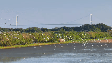 国家一级保护动物黑脸琵鹭在湿地栖息。 国家一级保护动物黑脸琵鹭在湿地栖息。
