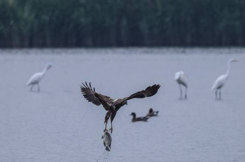 湾区几何中心：湿地万羽栖洲 港口千帆竞渡