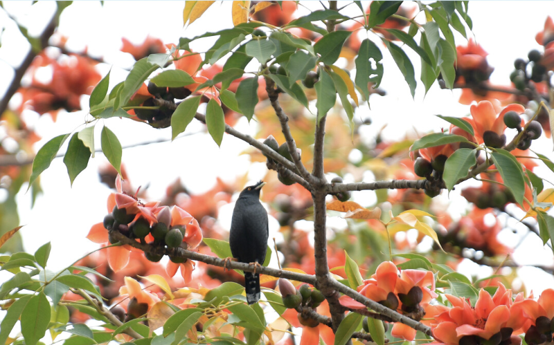 广州春季鲜花怒放 踏青赏花正当时