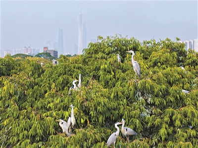 谱写绿韵生态曲 绣出羊城宜居图‌‌