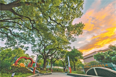 古木千年传文脉 绿美万象缀羊城